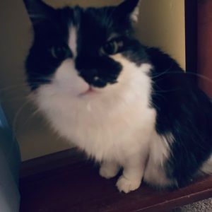 Meet your Posher, Alli